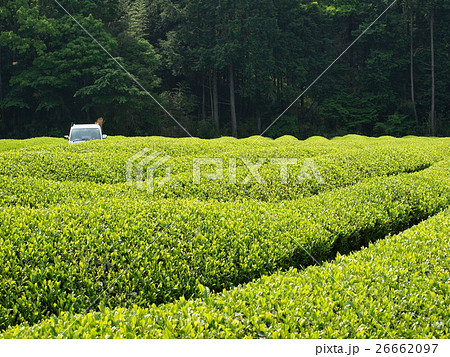 新茶の季節 新茶の季節 26662097