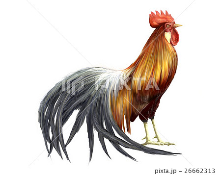 鶏のイラスト素材 [26662313] - PIXTA