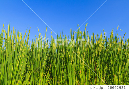 Rice plant with grain. Rice plant with grain. 26662921