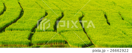 Roll of rice fields, Natural background. Roll of rice fields, Natural background. 26662922
