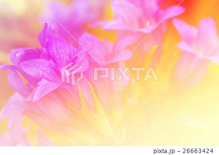 Beautiful flowers with Soft Focus Color Filtered . Beautiful flowers with Soft Focus Color Filtered . 26663424