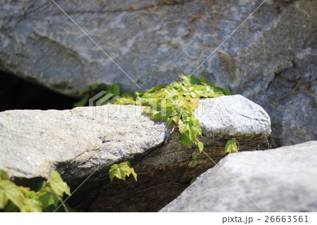 荒い岩肌と蔦の新芽 26663561