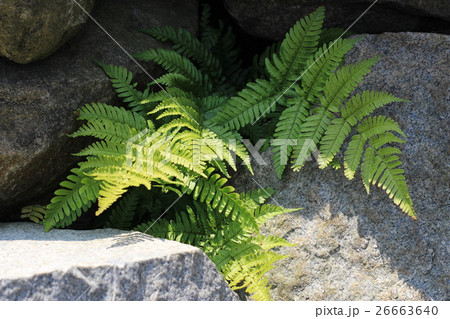 荒い岩肌とシダ 26663640