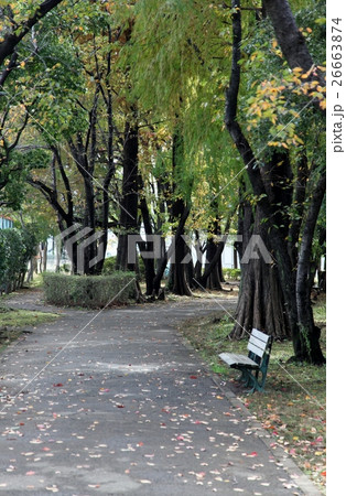 紅葉前の公園ベンチ その2 紅葉前の公園ベンチ その2 26663874