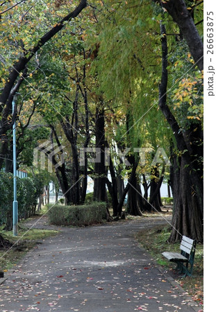 紅葉前の秋のベンチ 紅葉前の秋のベンチ 26663875