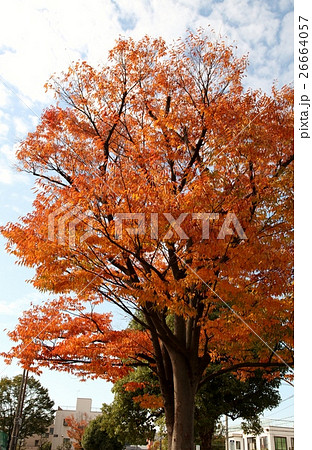 紅葉のはじめ　安行は素晴らしいよ 26664057