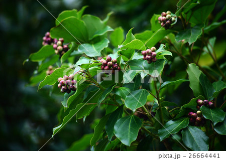 カクレミノ　赤紫色に熟した実 26664441