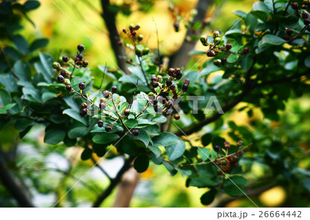 サルスベリ 焦茶色に熟した実 サルスベリ 焦茶色に熟した実 26664442