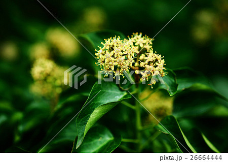 キヅタ 満開の花 キヅタ 満開の花 26664444