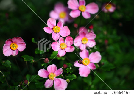 シュウメイギクの花 シュウメイギクの花 26664465