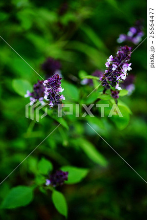 ハーブ セイジの花 ハーブ セイジの花 26664477