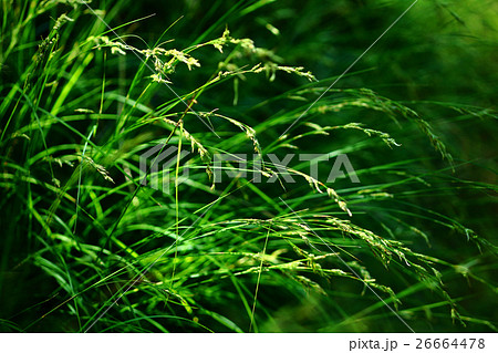 秋のカモジグサの花 26664478