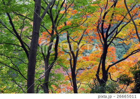 高尾山 高尾山薬王院 表参道(登山道1号路) 女坂の紅葉 高尾山 高尾山薬王院 表参道(登山道1号路) 女坂の紅葉 26665011