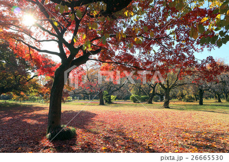 小石川植物園のイロハモミジの紅葉 11月 東京都文京区の写真素材