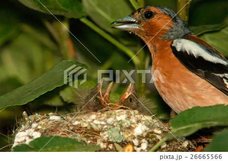 Male chaffinch and chicks in the nest,closeup Male chaffinch and chicks in the nest,closeup 26665566