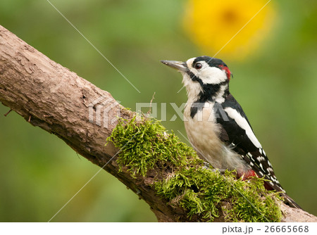 Adult male of the great spotted woodpecker 26665668