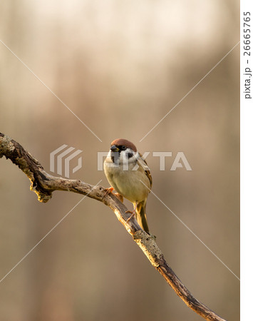 Tree sparrow (Passer montanus) sitting on a branch 26665765