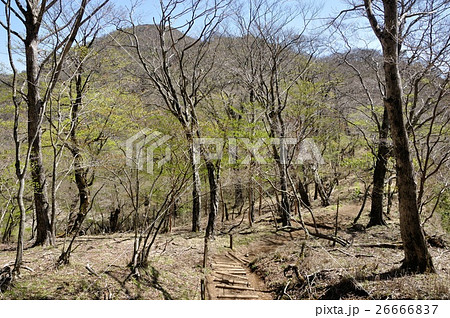 春の鍋割山稜と塔ノ岳 春の鍋割山稜と塔ノ岳 26666837