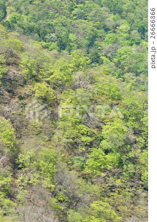 丹沢山地 新緑の山肌 26666866