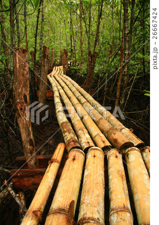 Mangrove forest, Thailand Mangrove forest, Thailand 26667424