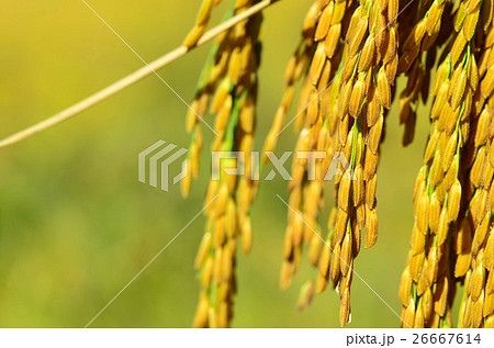 ear of rice ear of rice 26667614