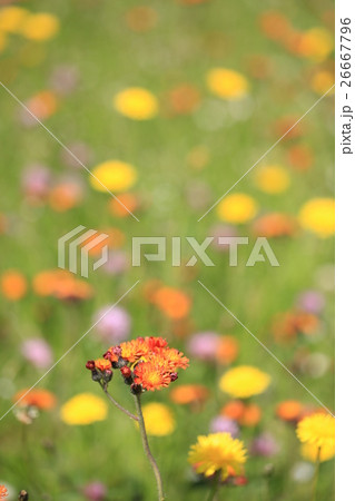 コウリンタンポポ 26667796