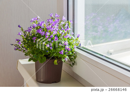 campanula in pot in room campanula in pot in room 26668146