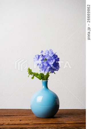 Blue plumbago flowers in vase 26669862