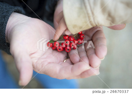 赤い木の実で遊ぶお婆ちゃんと孫娘の手 26670337
