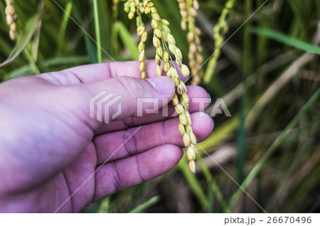 ごはん イネ 米 26670496