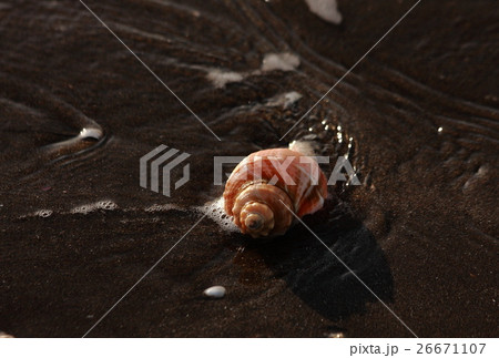 砂浜の貝殻 26671107