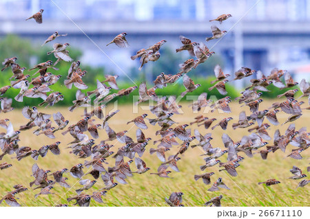 飛鳥 飛んでいる鳥 飛鳥Ⅱ 26671110