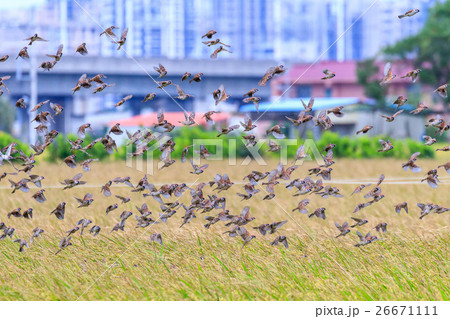 鳥 飛鳥 飛んでいる鳥 26671111