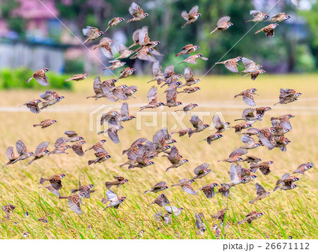 鳥 飛鳥 飛んでいる鳥 26671112