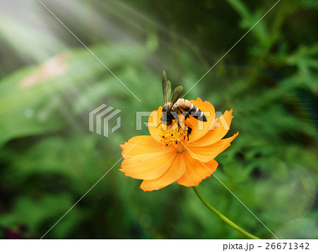 Bees are swarming yellow pollen with ray lighting. 26671342