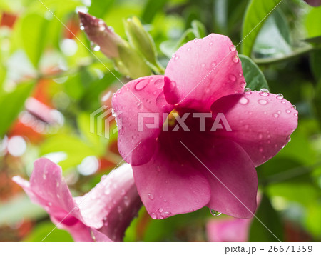 Pink flowers with water drops. 26671359