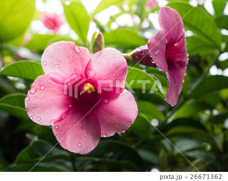 Pink flowers with water drops. 26671362