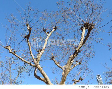 サルスベリの果実である。晩秋に果実を採取して干せば種子が採取でき、これでもっと増やすことができる。 サルスベリの果実である。晩秋に果実を採取して干せば種子が採取でき、これでもっと増やすことができる。 26671385