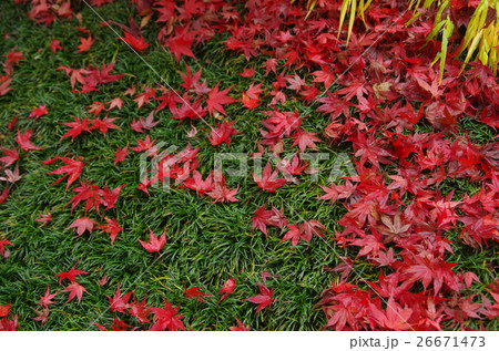 もみじ 26671473
