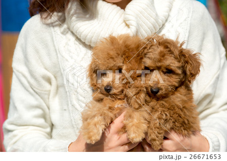 harga red poodle