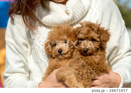 トイプードル の仔犬と女性 26671657
