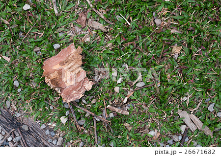 草 芝生 芝 26671682