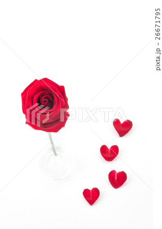 red rose with rose petal 26671795