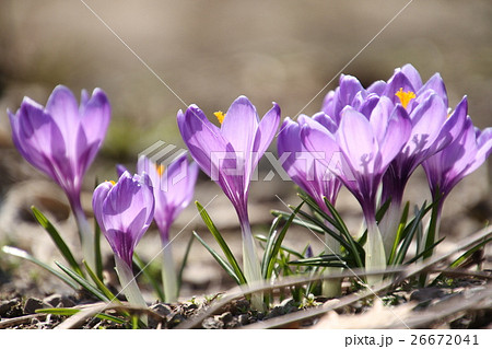 サフランの花 クロッカス紫の花 春の花の写真素材