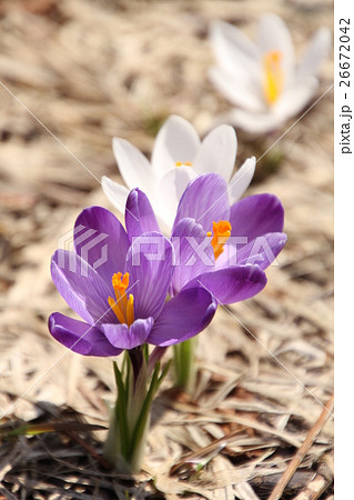 サフランの花 白と紫のクロッカス 春の花の写真素材