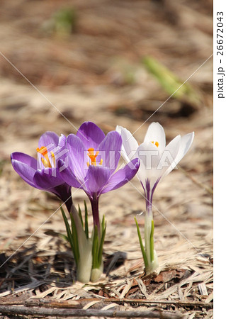 サフランの花 紫と白のクロッカス三輪の写真素材