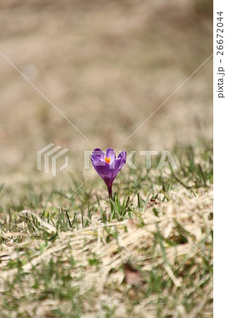 サフランの花、紫のクロッカス一輪 26672044