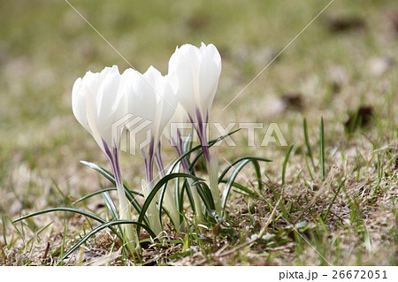 サフランの花 クロッカスの白い花 春の花の写真素材