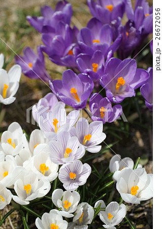 サフランの花 白と紫のクロッカス たくさんの写真素材