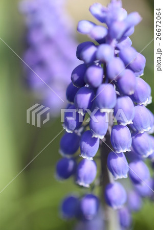 ムスカリ、春 26672064